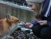 Rókát fogadott örökbe Liza, a rókatündér
